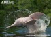 Delfínovec amazonský 1 (2)